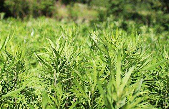 艾草艾葉在生活中有什么用途？